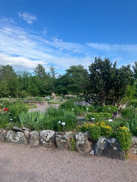 Vy över en del av botaniska trädgården. I förgrunden huggna stenblock med växter coh sandgångar.