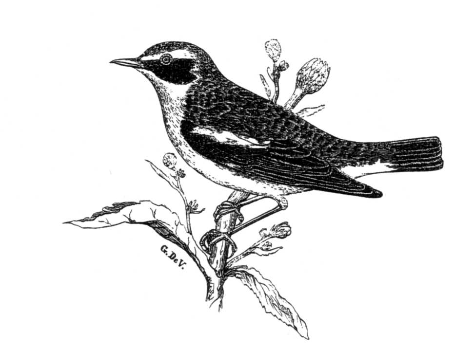 Illustration föreställande fågeln Buskskvätta, en skicklig flugfångare. Buskskvätta, ur Aug. Emil Holmgren, Skandinaviens foglar 1/1870.